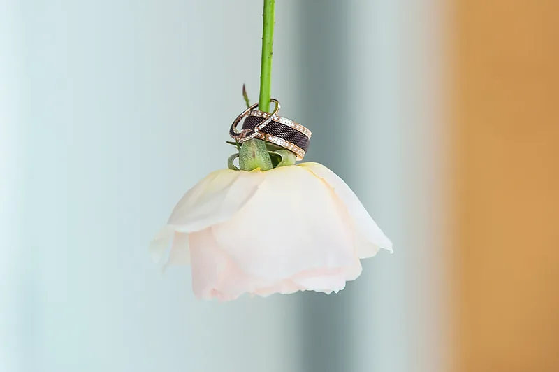 Close-up of two wedding rings resting on a pale rose